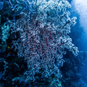 koraal in bloei